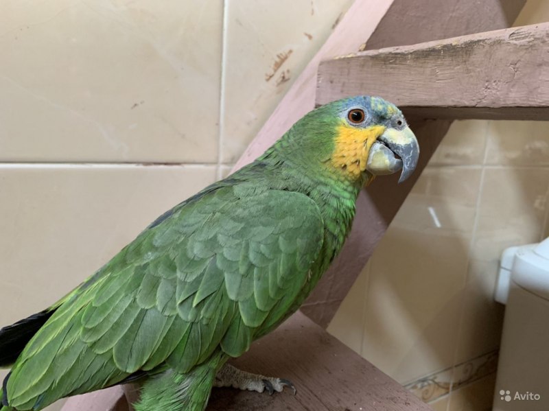 Дикой природе Венесуэльский Амазон