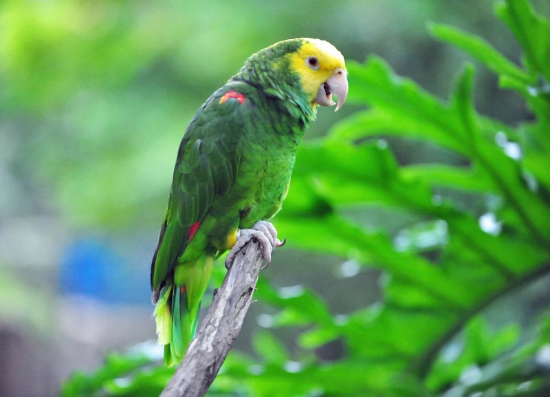 Попугай Амазон Венесуэльский(Amazona Amazonica)