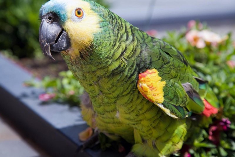 Попугай Амазон Венесуэльский(Amazona Amazonica)