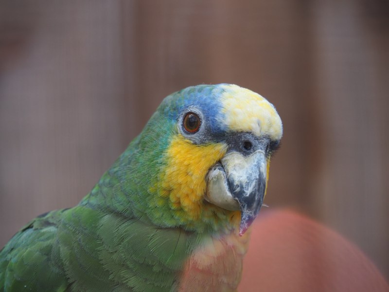 Венесуэльский амазон попугай (69 фото)