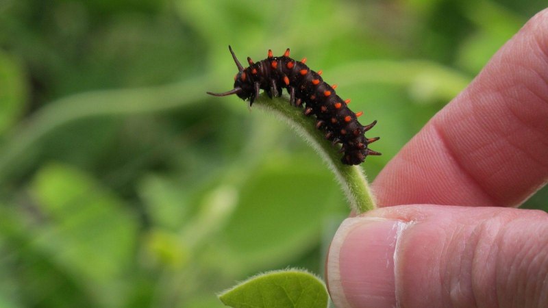 Black Caterpillar чёрная гусеница