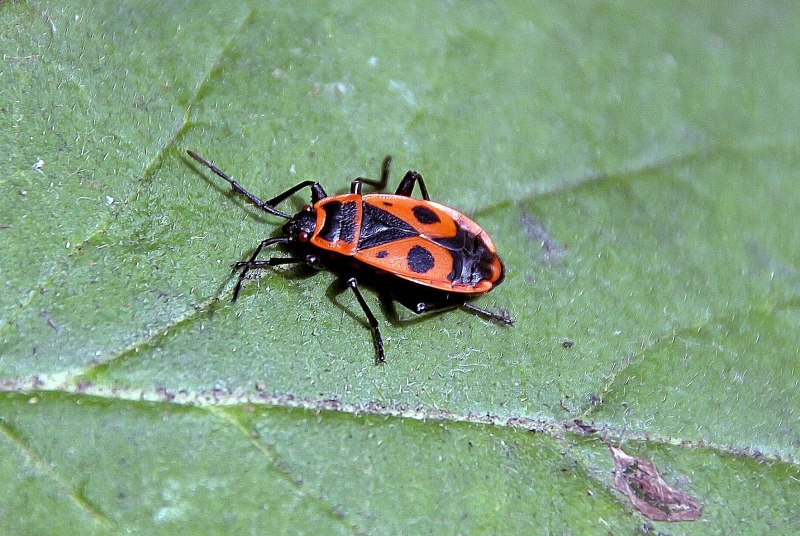 Клоп-солдатик Pyrrhocoris