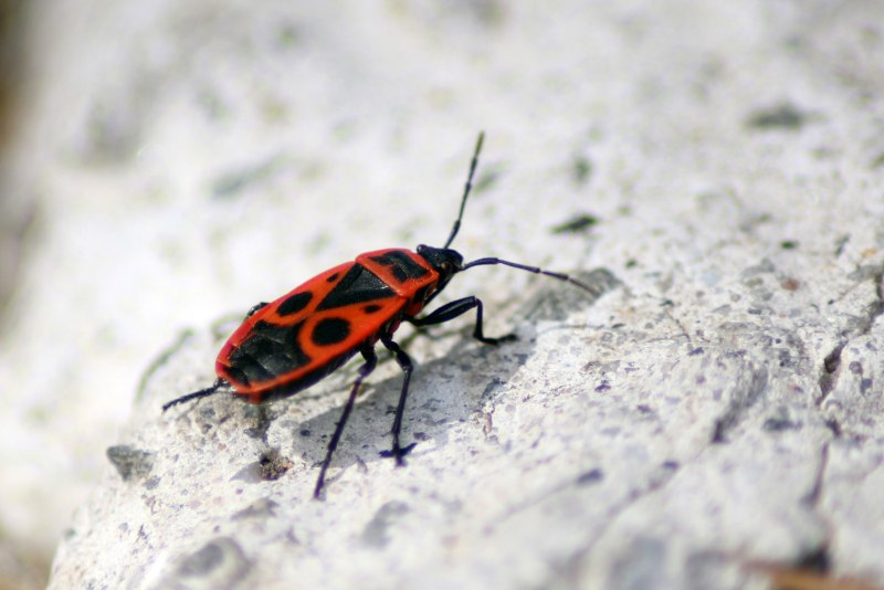 Клоп-солдатик Pyrrhocoris