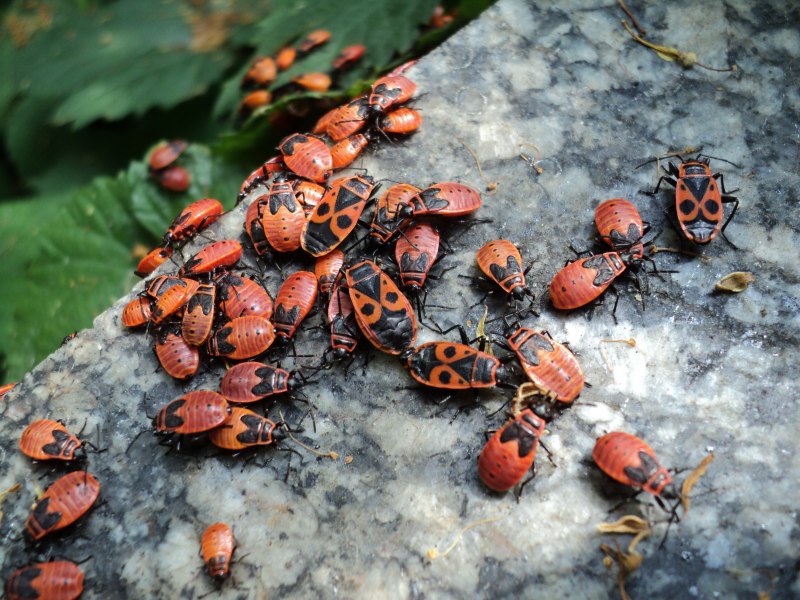 Клоп-солдатик – Pyrrhocoris apterus