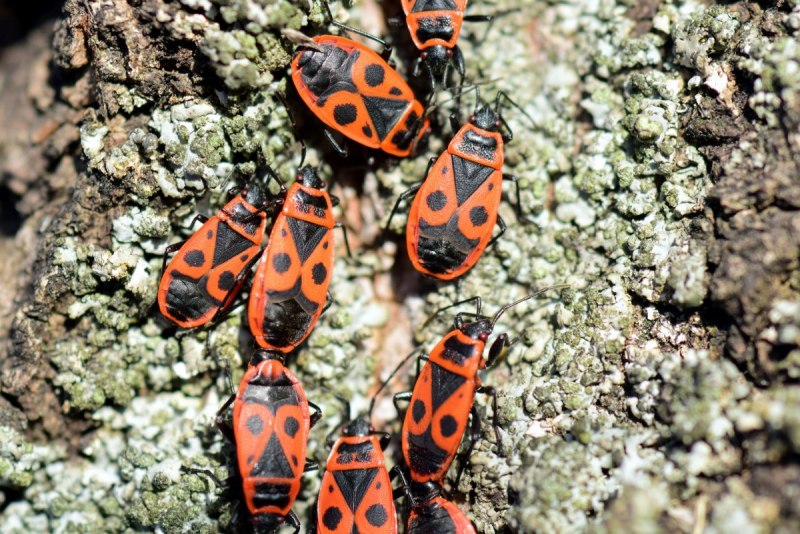 Клоп-солдатик – Pyrrhocoris apterus