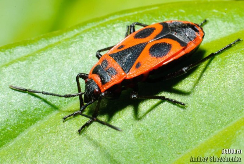 Клоп-солдатик – Pyrrhocoris apterus