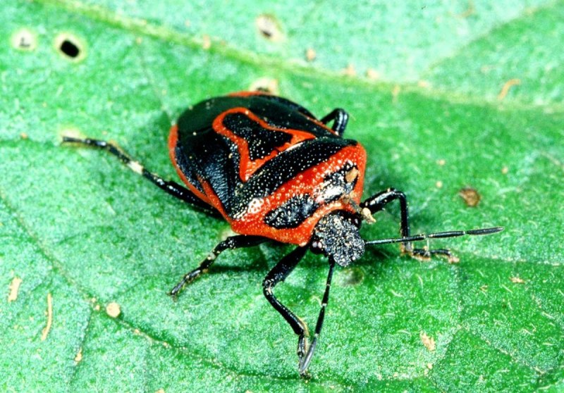 Клоп-солдатик – Pyrrhocoris apterus