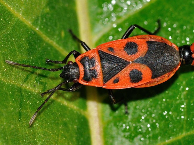 Клоп-солдатик – Pyrrhocoris apterus
