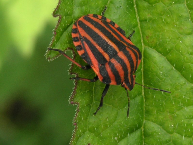 Клоп-солдатик Pyrrhocoris