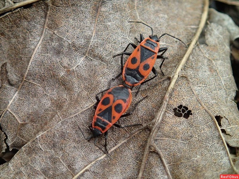 Клоп-солдатик Pyrrhocoris