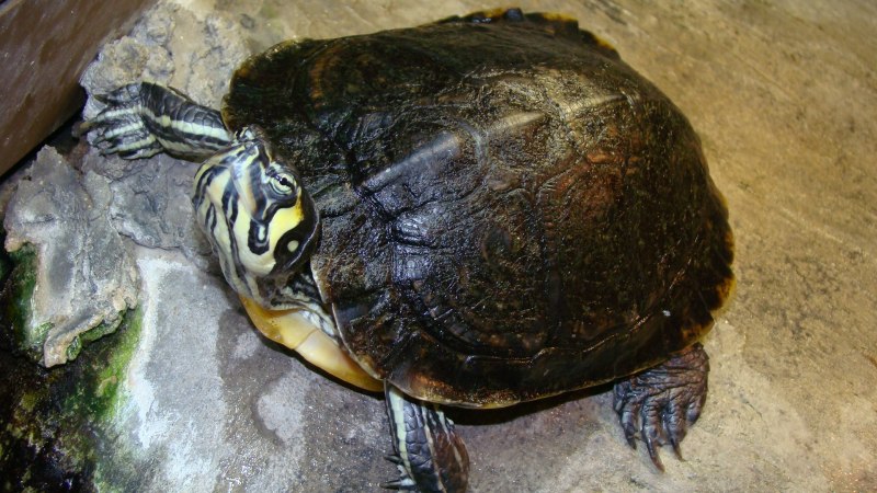 Красноухая черепаха (trachemys scripta)