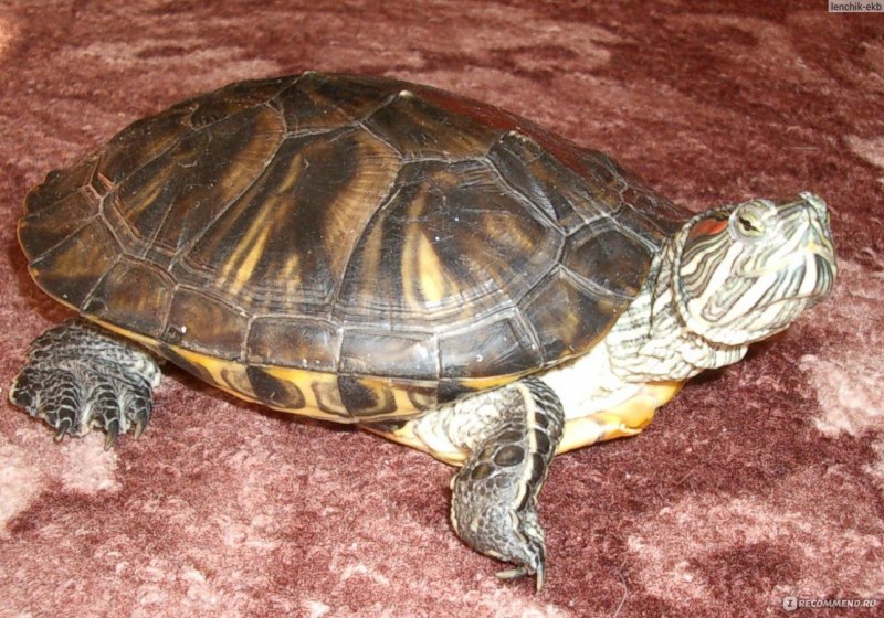 Pseudemys nelsoni