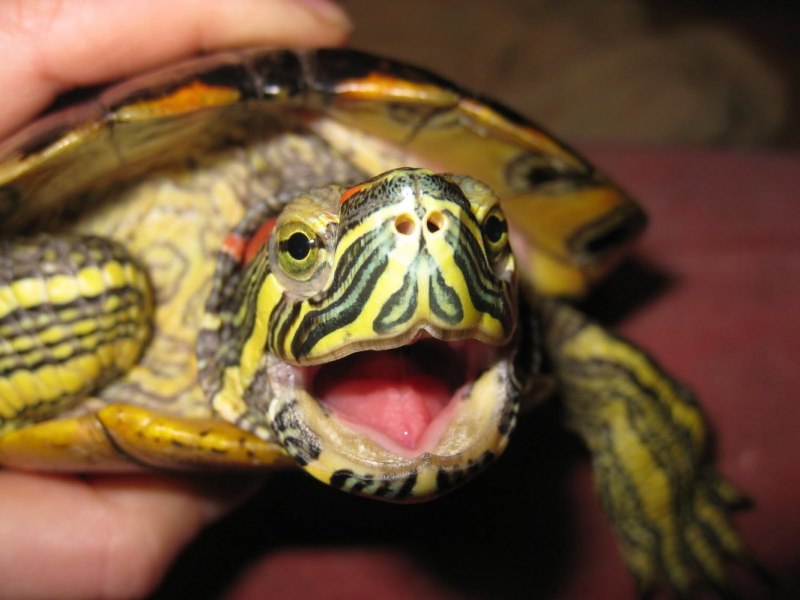 Trachemys scripta scripta