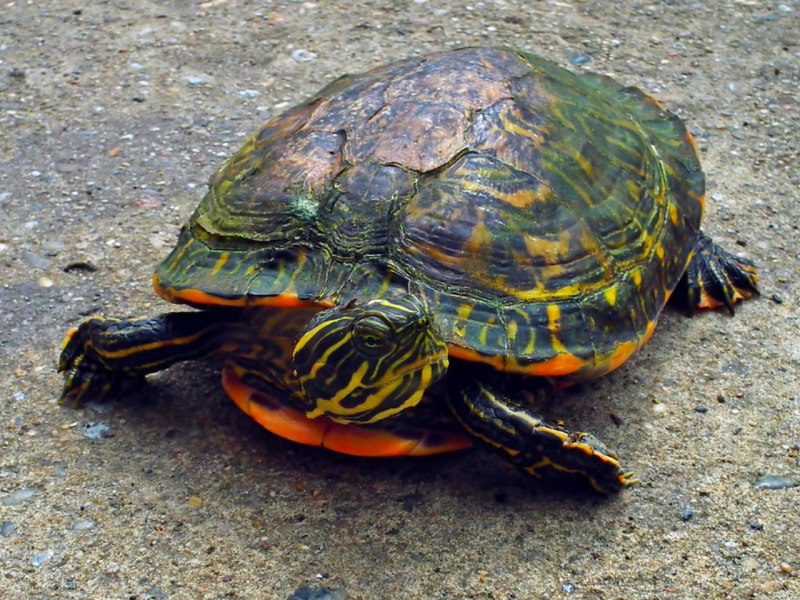 Trachemys scripta scripta