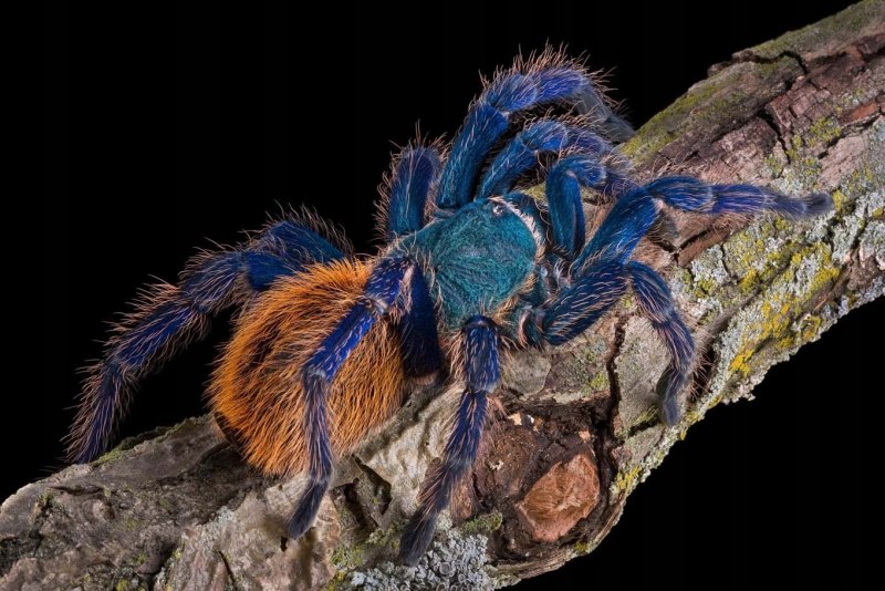 Паук-птицеед Chromatopelma cyaneopubescens