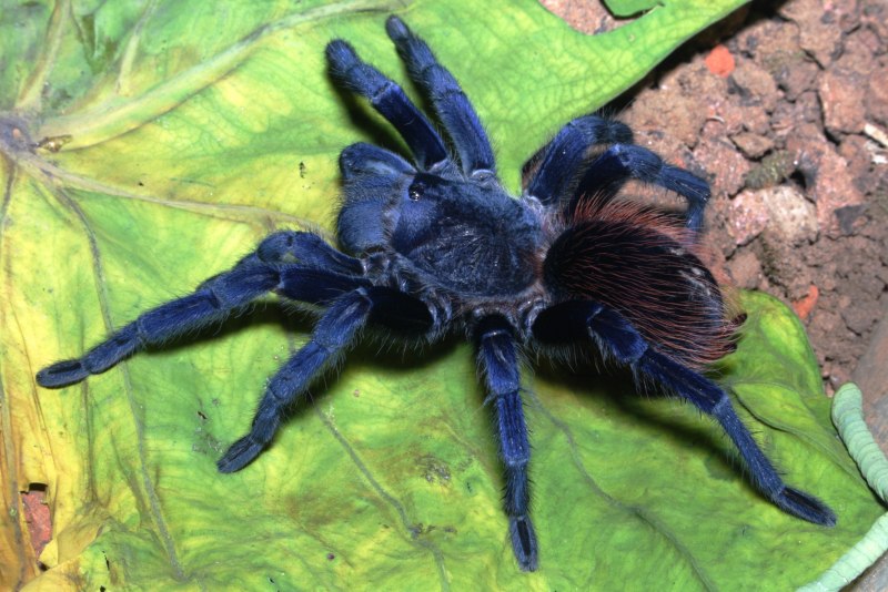 Pterinopelma sazimai самка