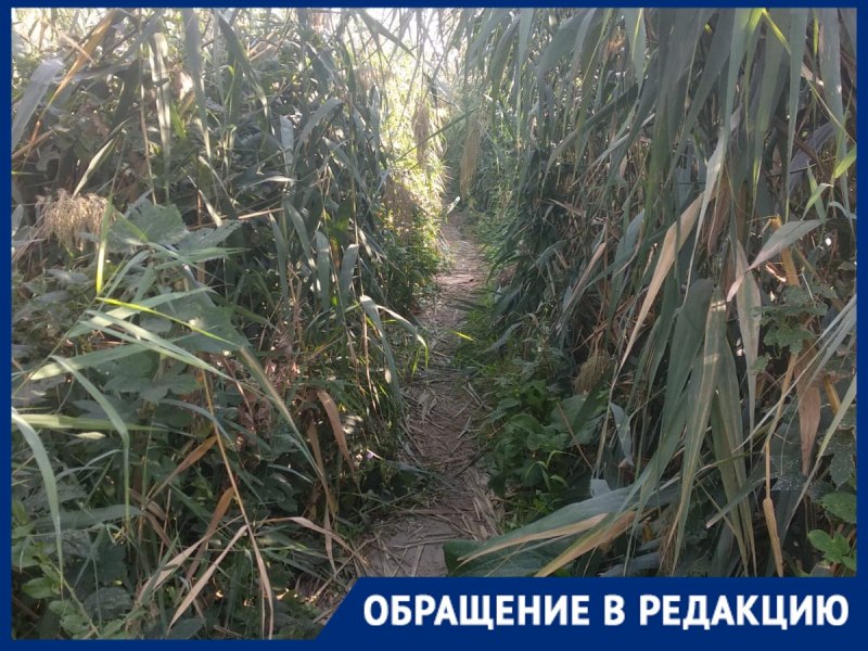 Рептилия которая плюется кровью