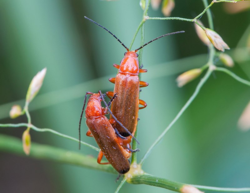 Мягкотелка бурая Cantharis Fusca
