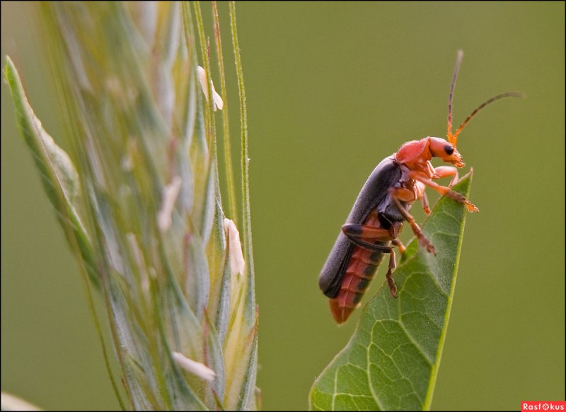 Chauliognathus pensylvanicus атлас
