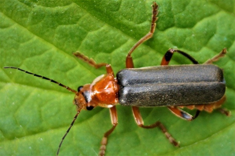 Cantharis (Кантарис ) шпанская мушка