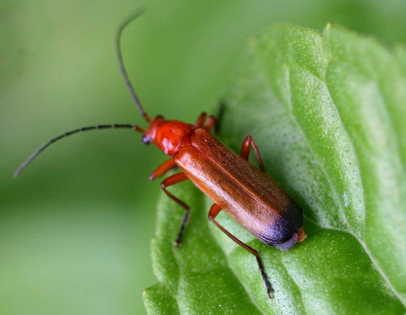 Cantharidae (мягкотелки)