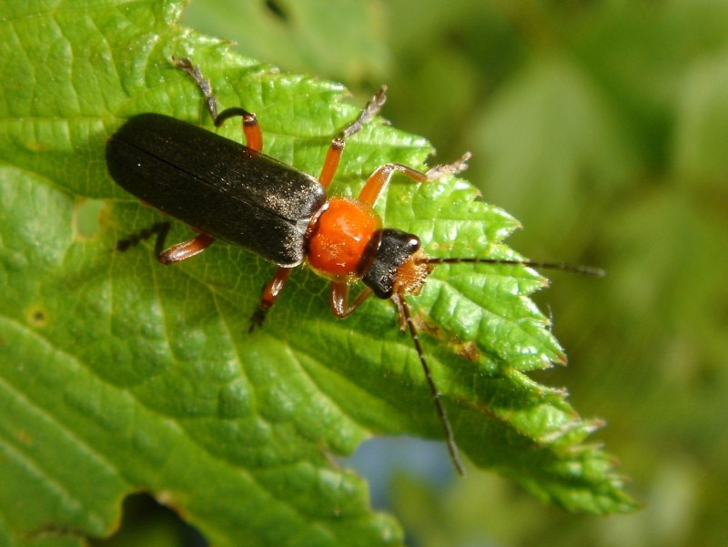 Cantharidae жуки-мягкотелки