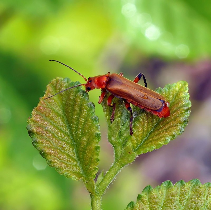 Жук Cantharis Fusca