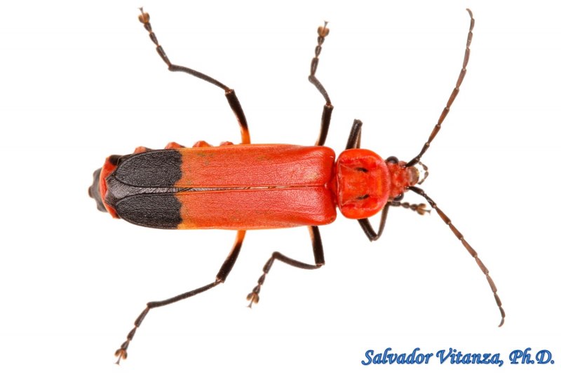Cantharis pellucida Fabricius