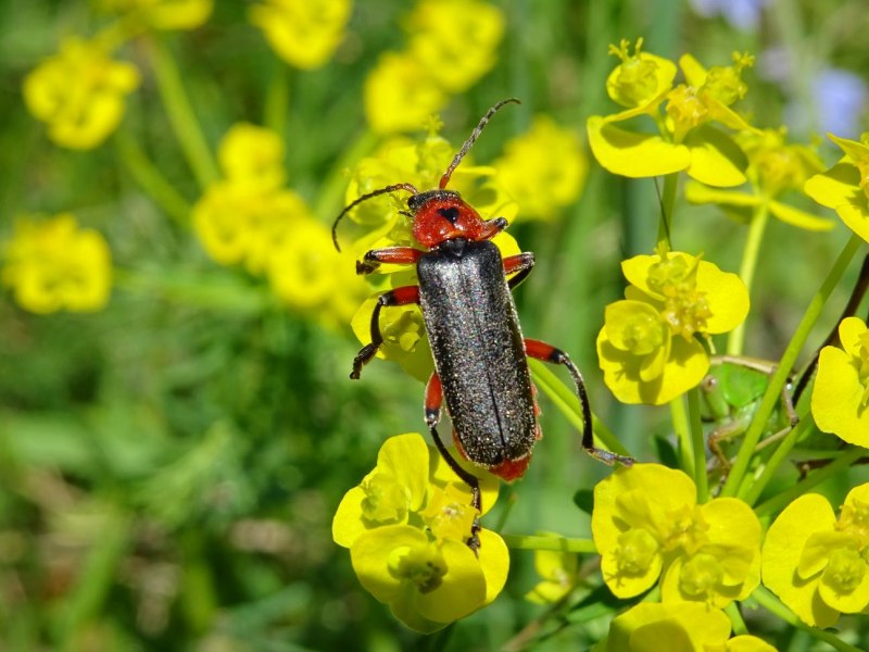 Жук Cantharis Fusca