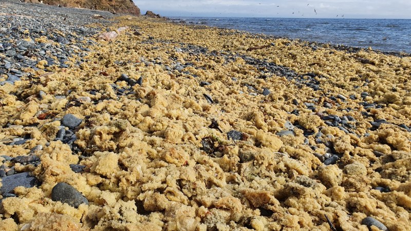 Охотское море нерест