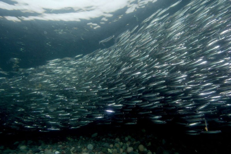 Сардина красного моря
