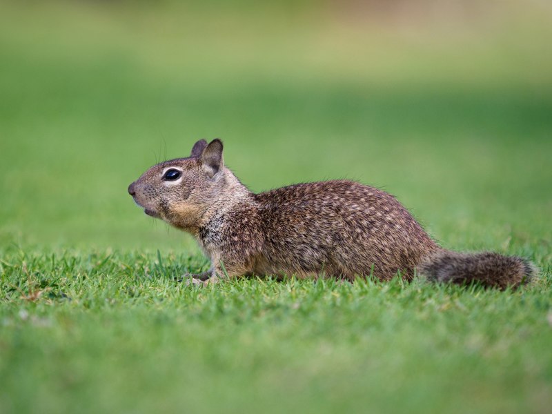 Spermophilus beldingi