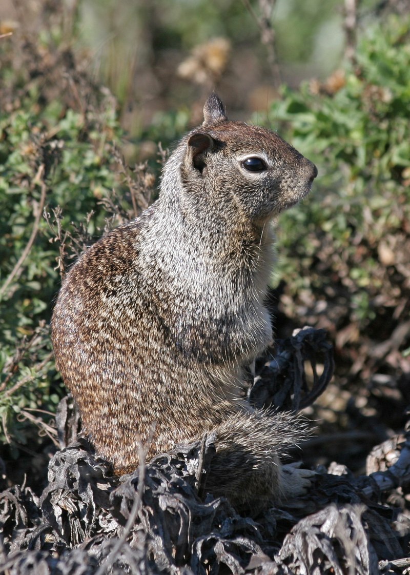 Калифорнийский суслик (Spermophilus beecheyi)