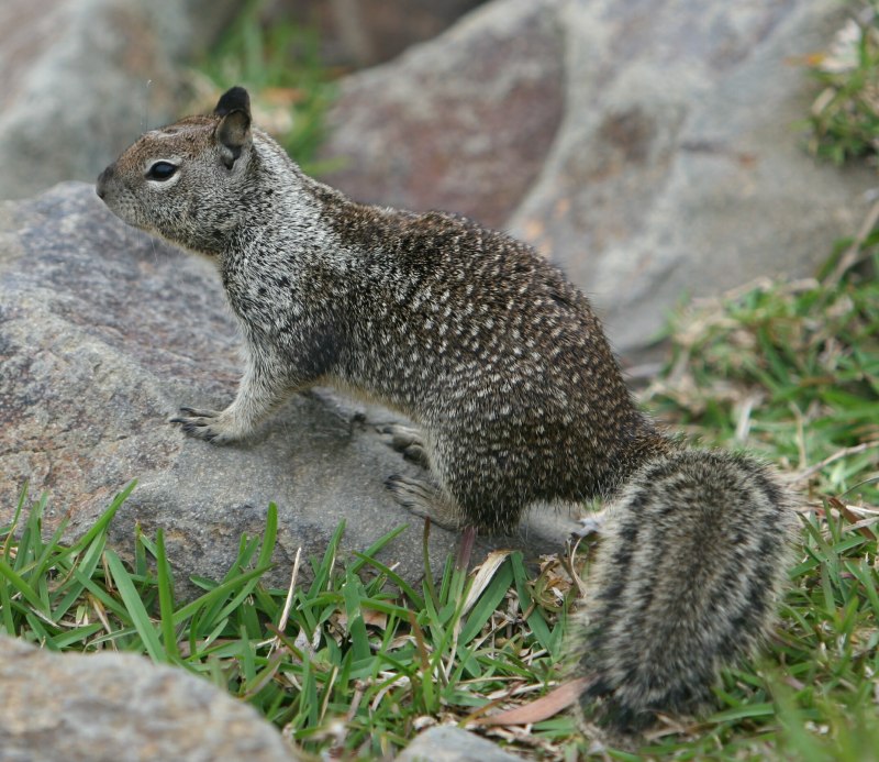 Калифорнийский суслик (Spermophilus beecheyi)