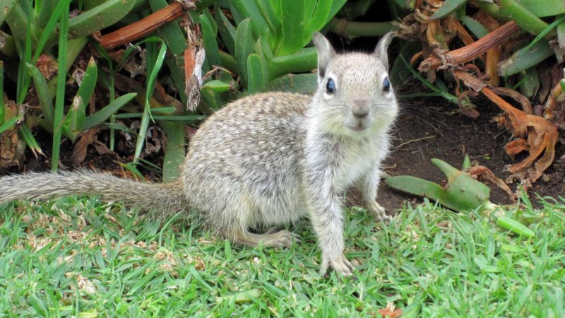 Ground Squirrel