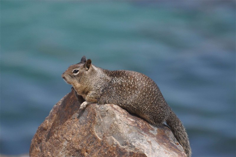 Золотистый суслик (Spermophilus lateralis)