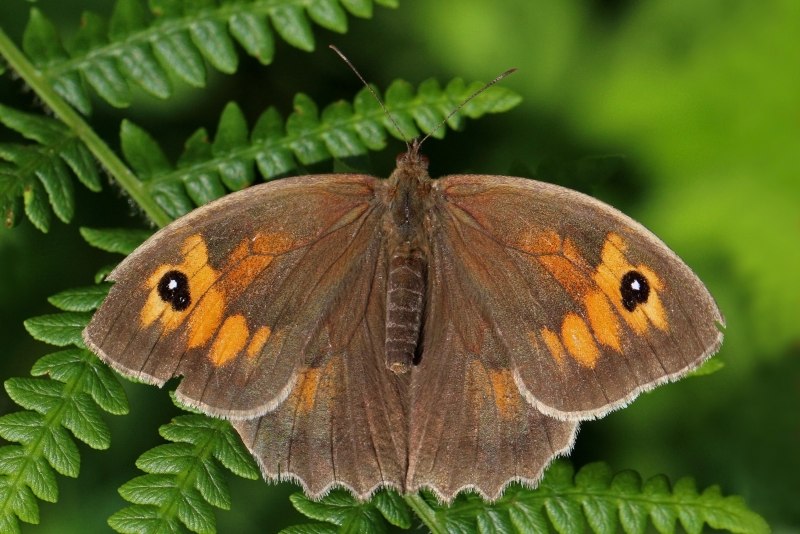 Луговая коричневая (Maniola jurtina (Linnaeus, 1758))