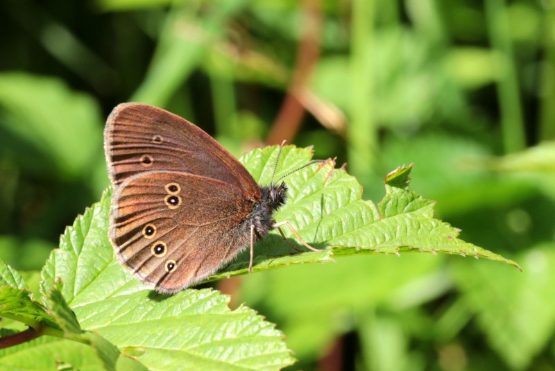 Коричневая бабочка (54 фото)