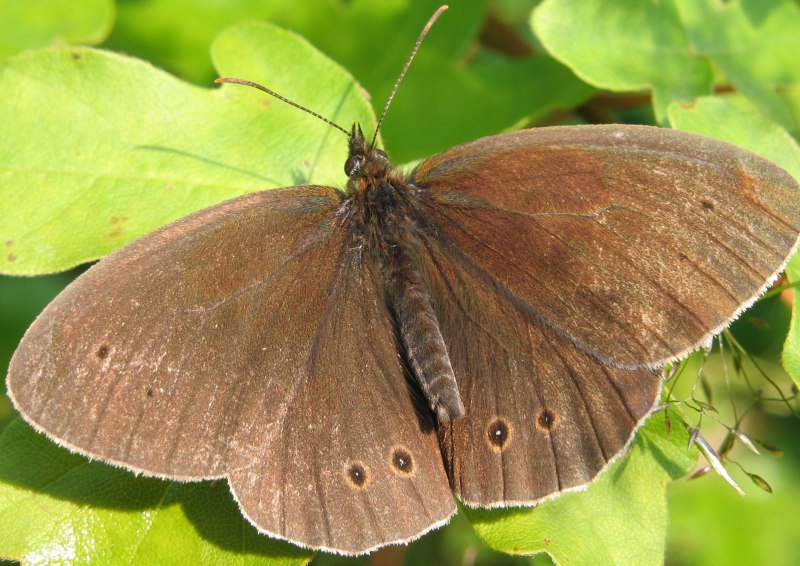 Aphantopus hyperantus