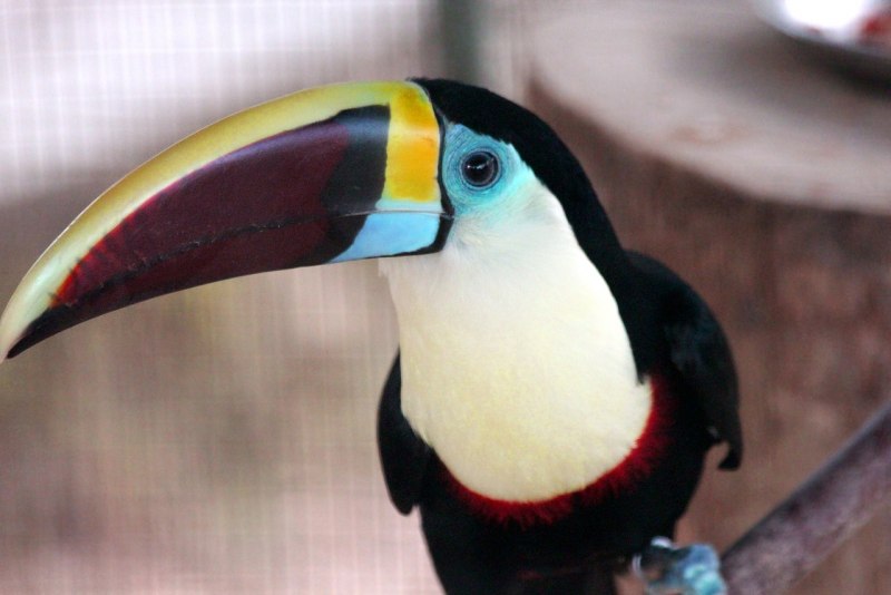 Ramphastos tucanus