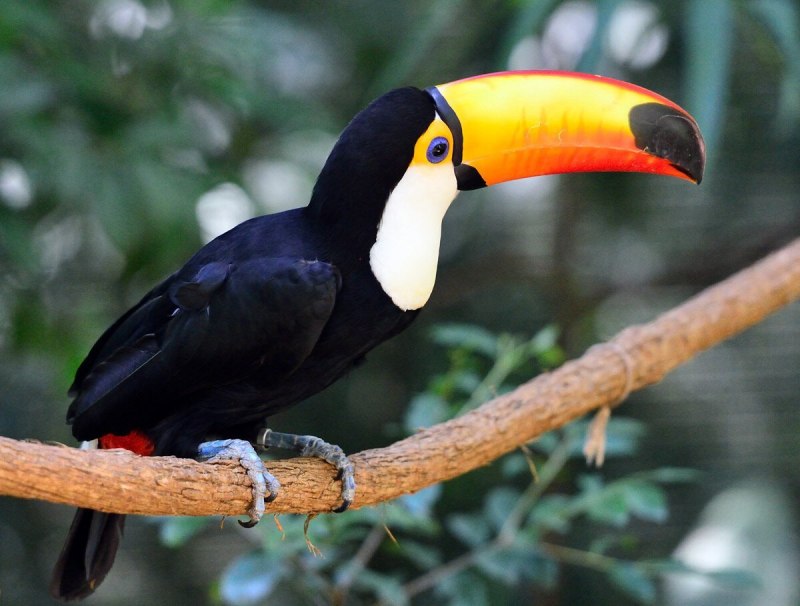 Ramphastos tucanus