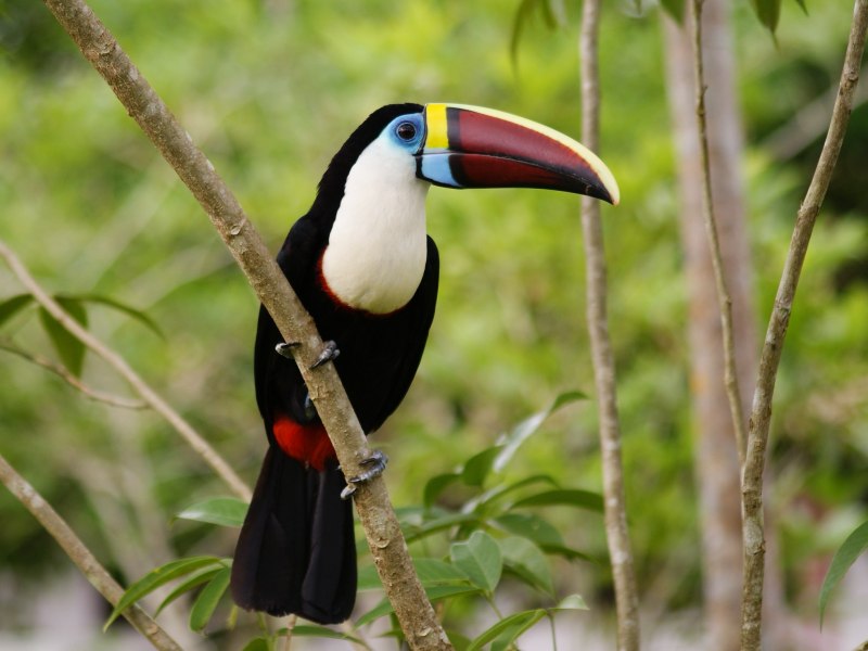 Ramphastos citrolaemus
