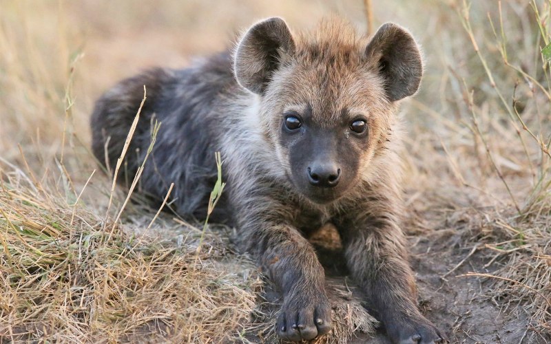 Hyaena brunnea