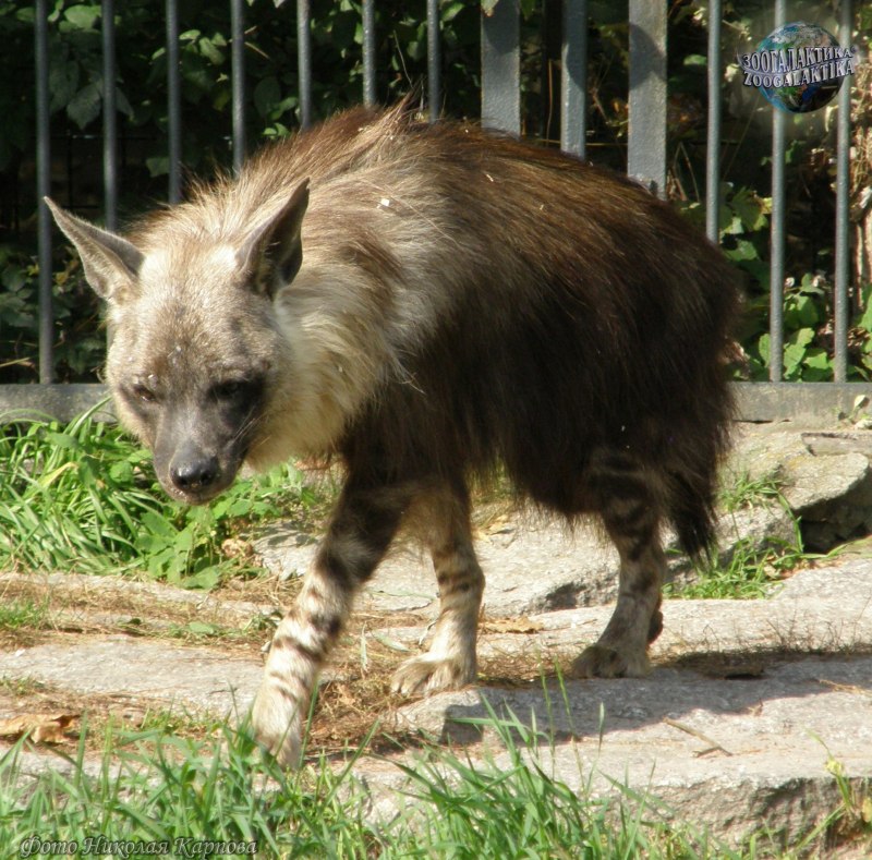 Бурая гиена Hyaena brunnea