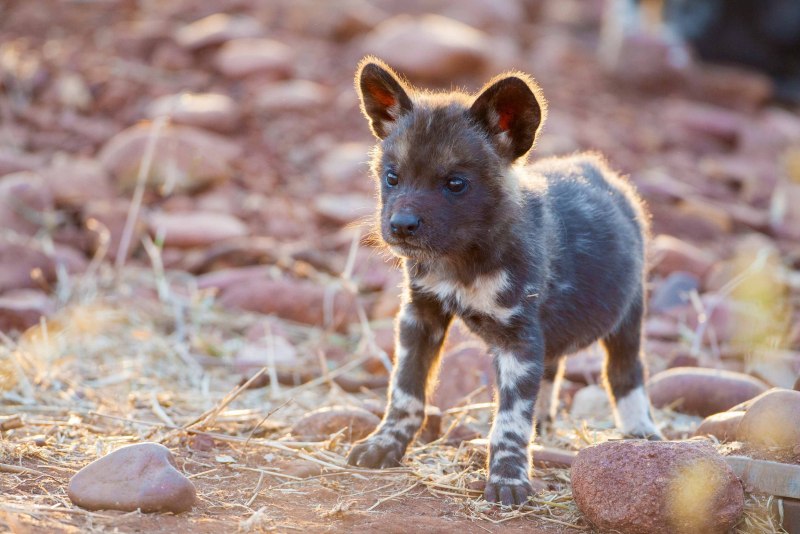 Brown Hyena
