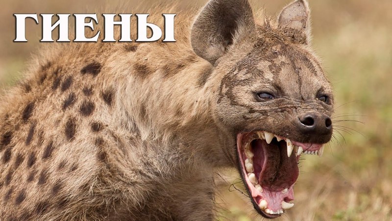 Стая гиен