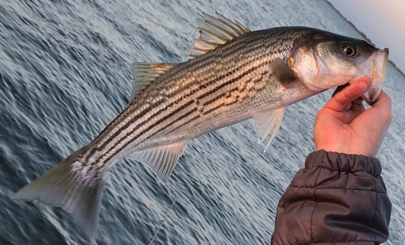 Sheepshead рыба