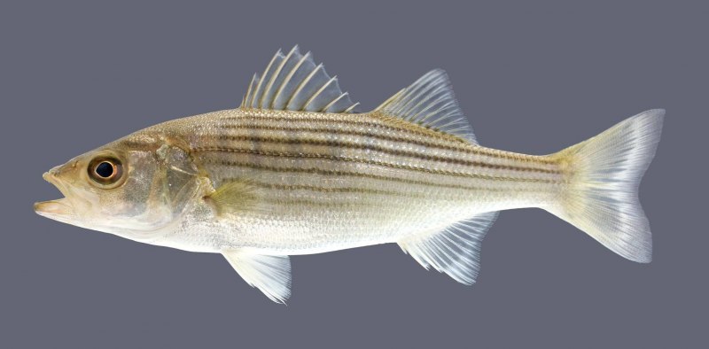 Окунь perca fluviatilis