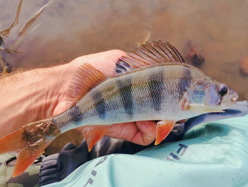 Blue Stripe Snapper (окун Люциан)