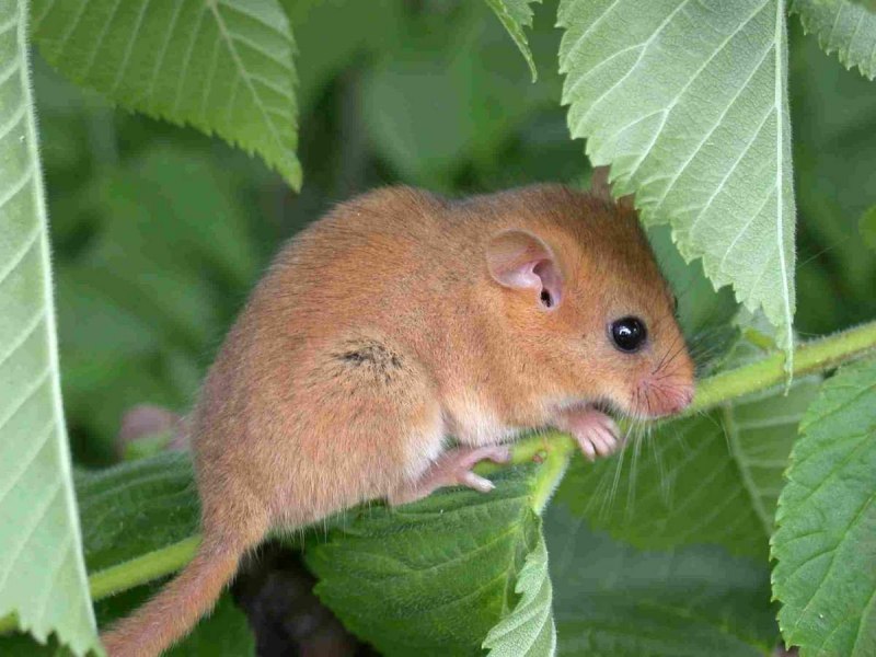 Clethrionomys rutilus